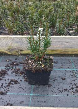 vivero de árboles, arbustos de plantas perennes ornamentales