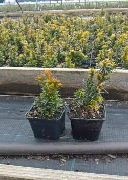 vivero de árboles, arbustos de plantas perennes ornamentales